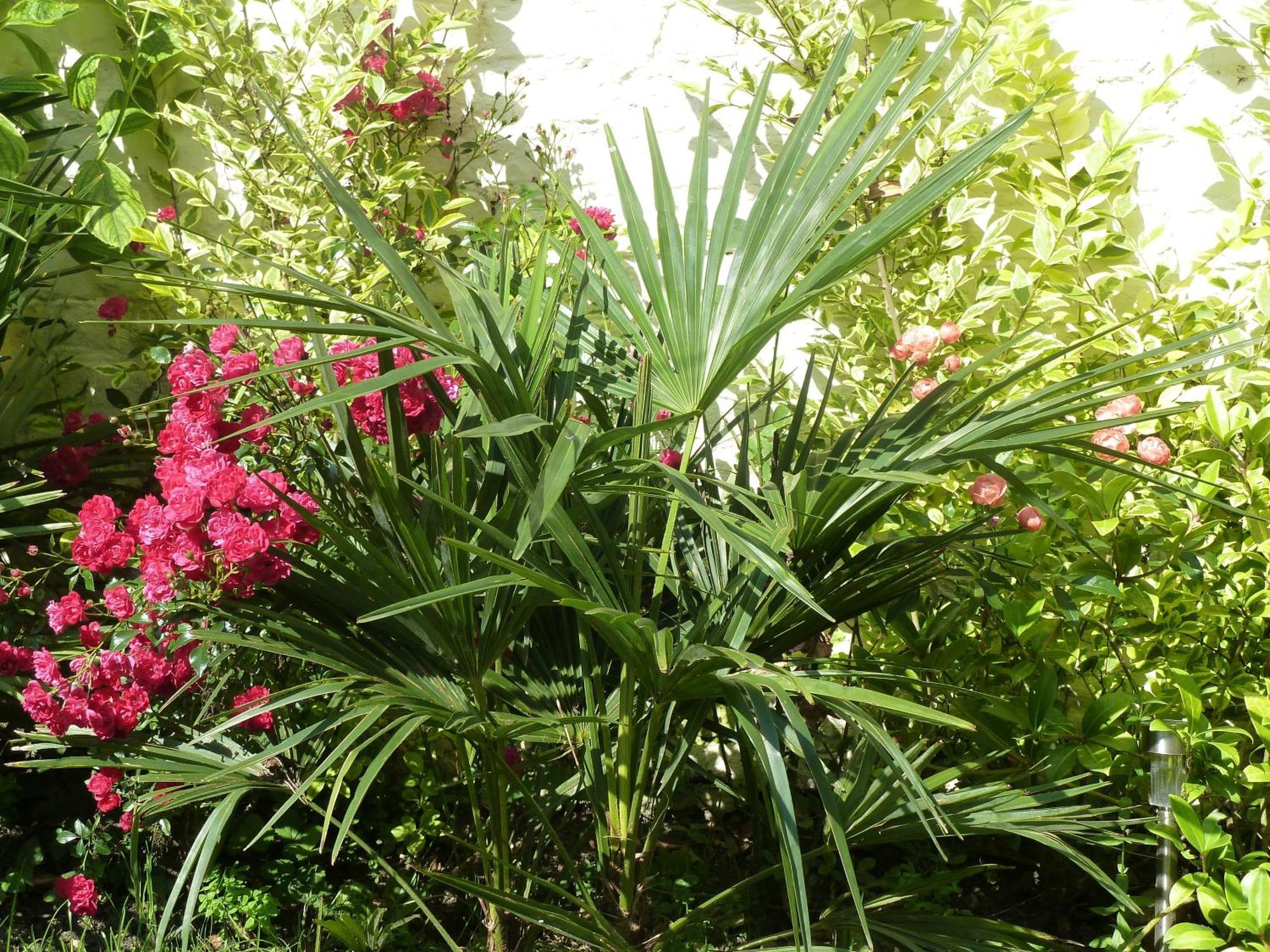A La Fleur D Oranger - Lille La Madeleine Bed and Breakfast La Madeleine  Εξωτερικό φωτογραφία